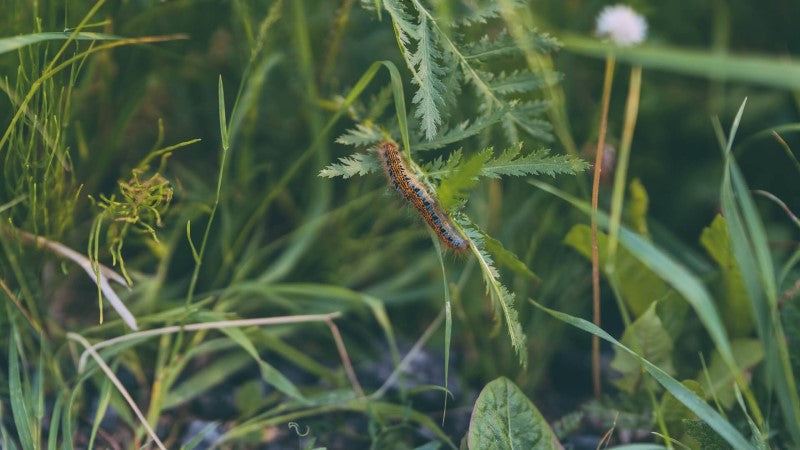 Caterpillar on grass