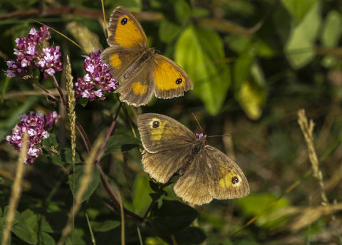 Two brown and orange Gatekeeper butterflies on wild marjoram flowers