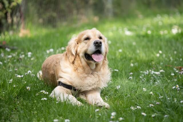 Golden retriever dog on lawn