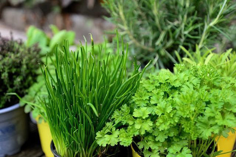 Variety of growing herbs