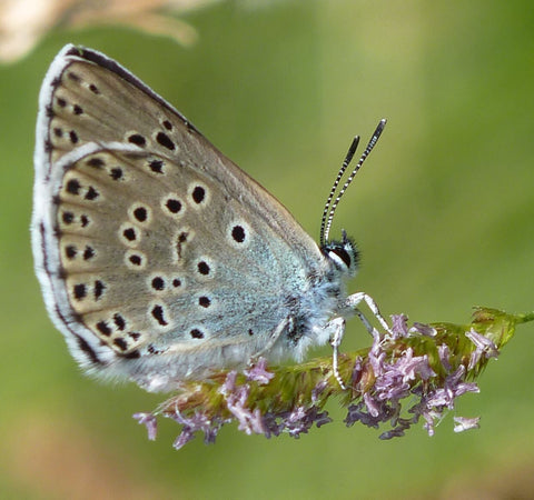 British Large Blue butterfly