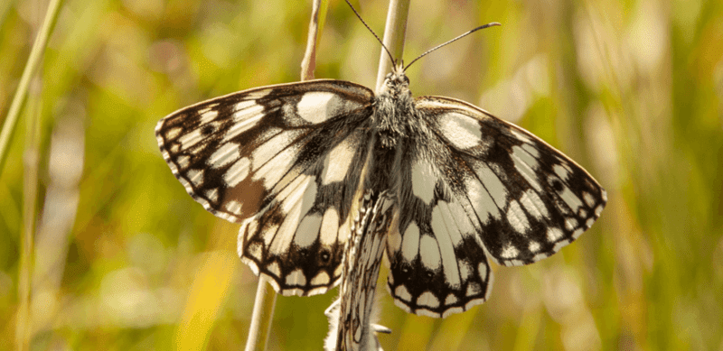 Marbled white butterfly in grass