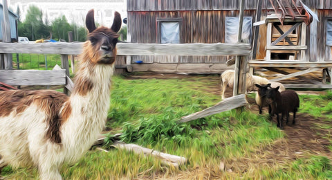 Llama Alpaca with Sheep