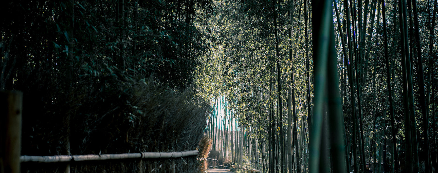 Engagement dans la croissance et le renouvellement bambou calme