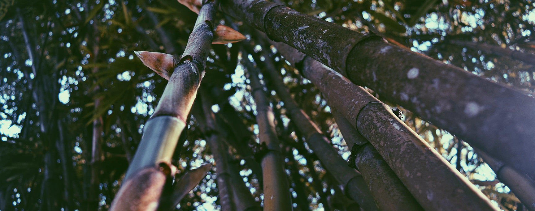 Taille bambou blog bambou calme