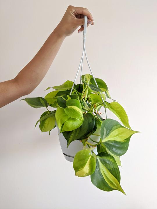  Heart Leaf Philodendron 