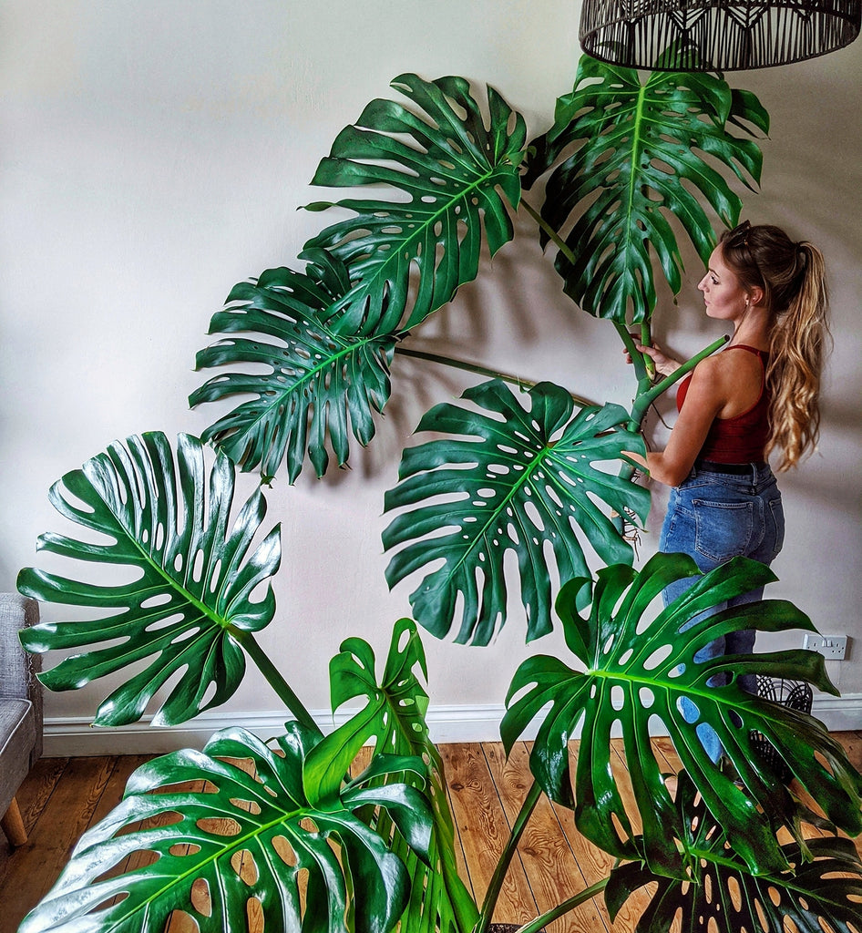 Plant Styling with Monstera Lovin' @JadesJunglegram – Jungle