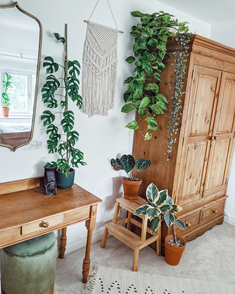 Plant Styling with Monstera Lovin' @JadesJunglegram – Jungle