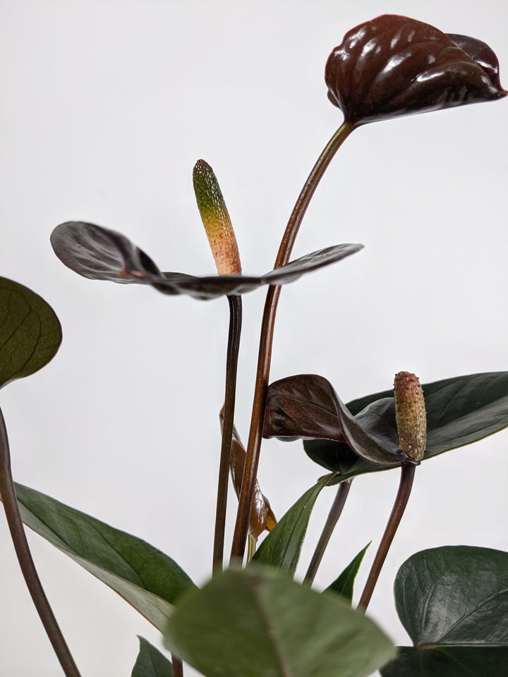  Anthurium 