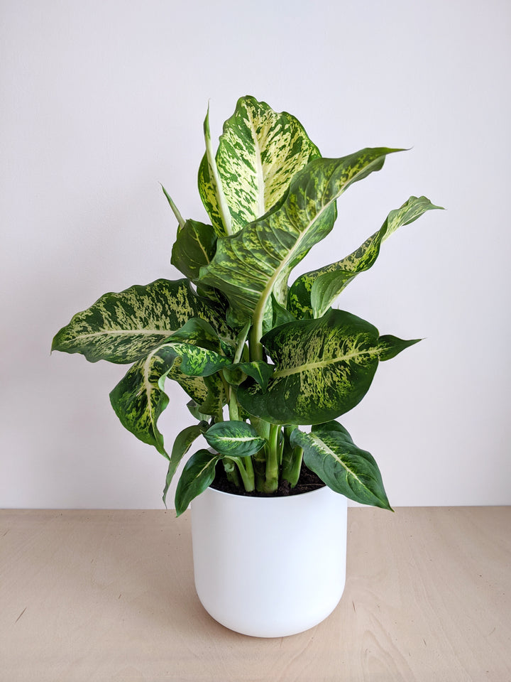 Dumb Cane | How to care for your Jungle Houseplant – Jungle Houseplants