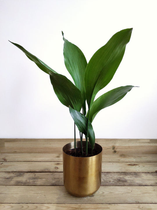  Aspidistra 