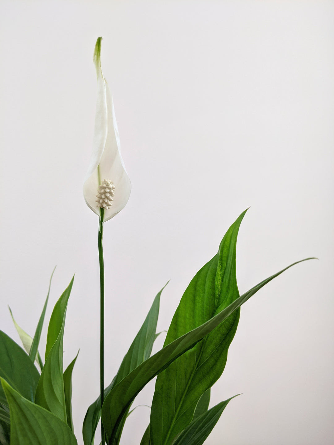  Peace Lily 