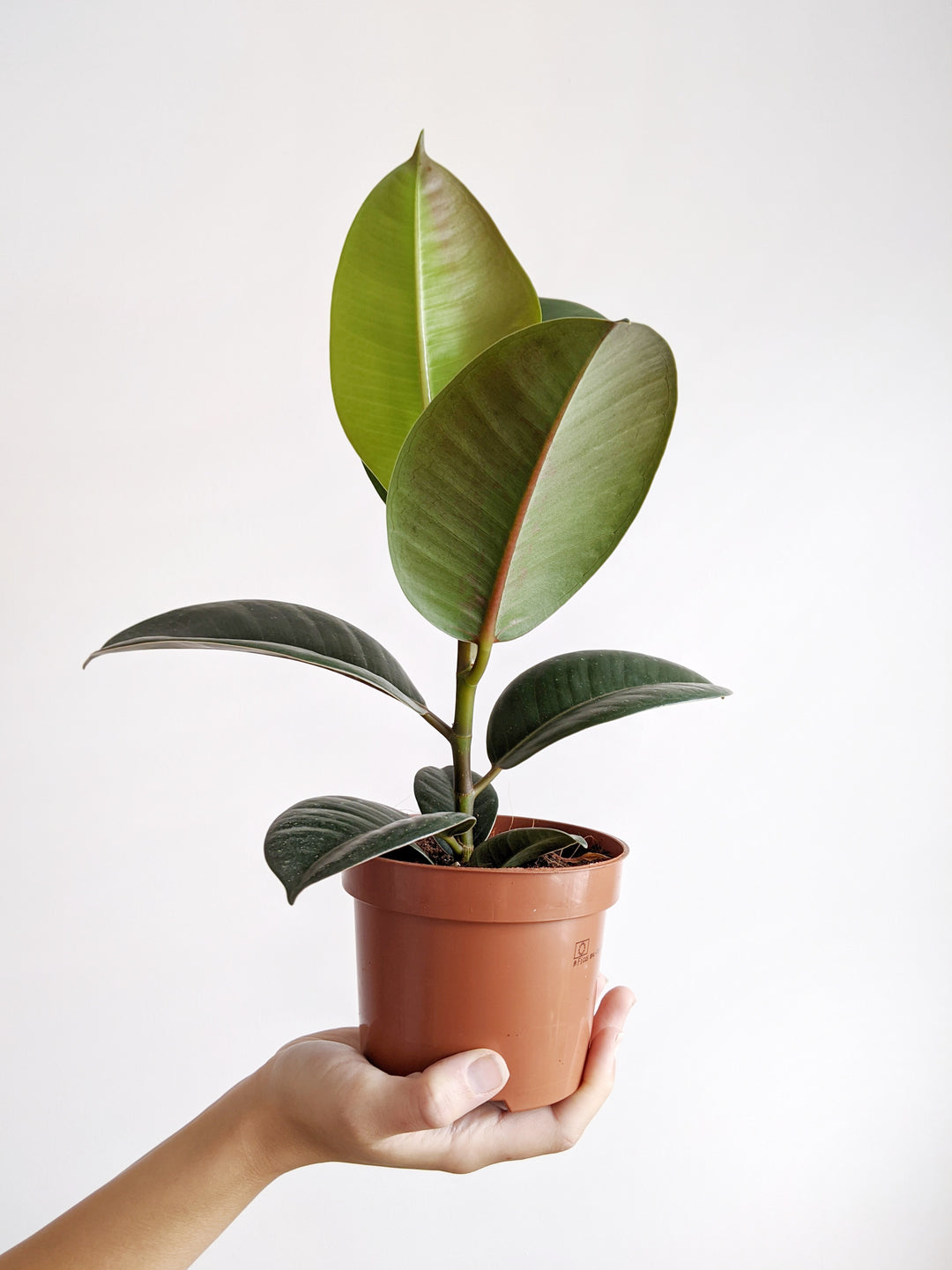 Rubber Plant Care - How to Grow & Maintain Rubber Plants