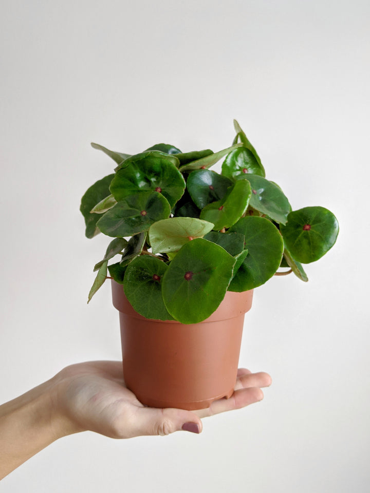  Begonia Ruby Red 