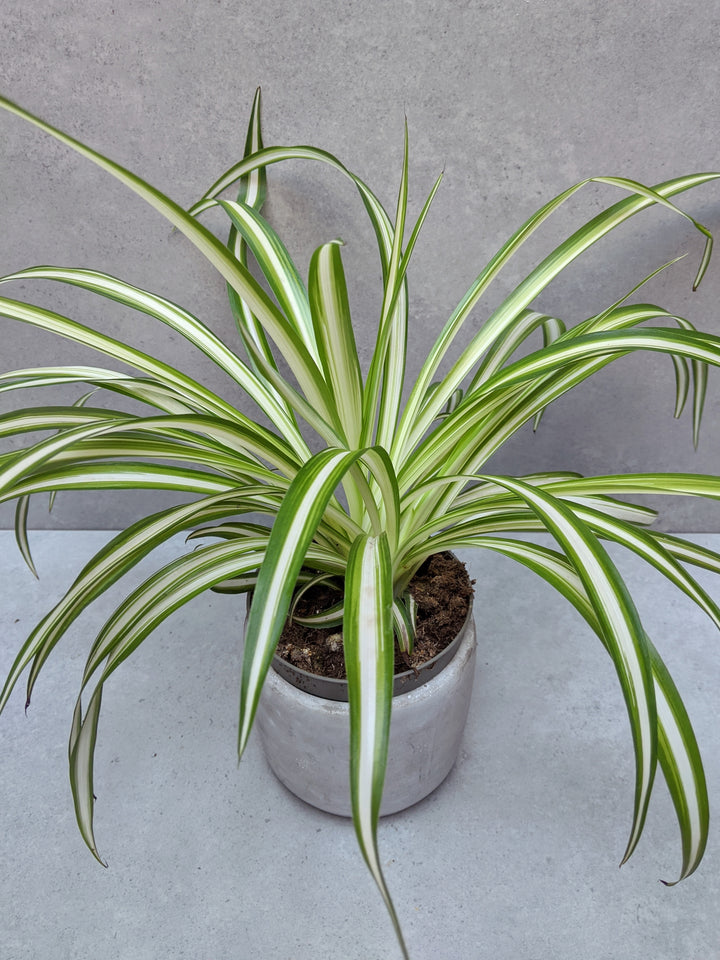  Spider Plant 