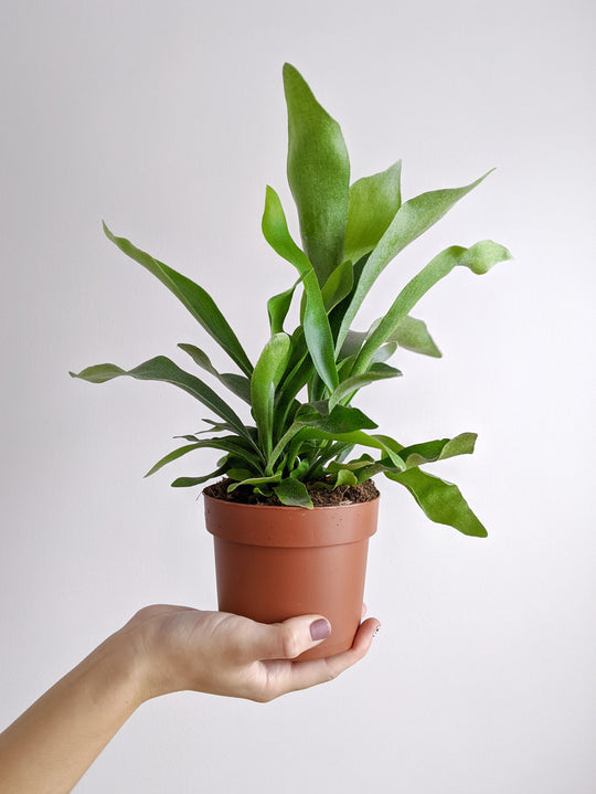  Staghorn Fern 