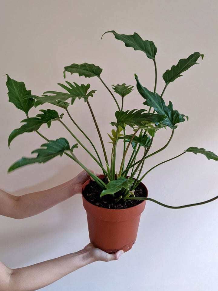  Split Leaf Philodendron 