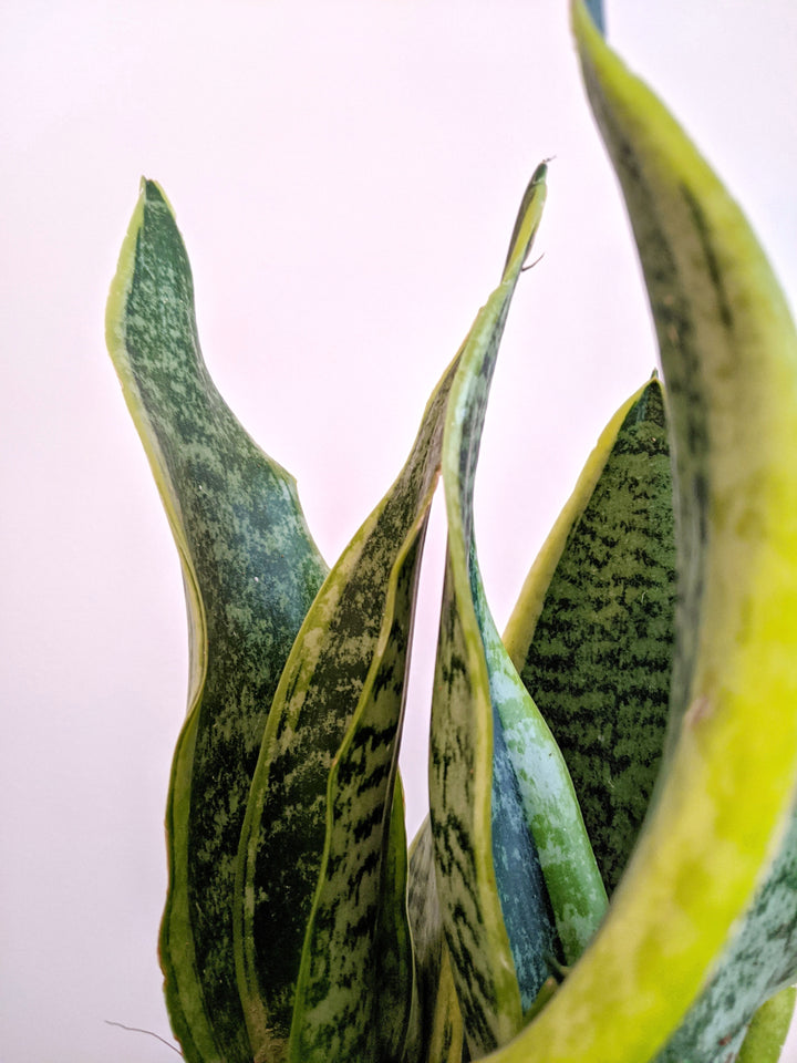  Snake Plant 