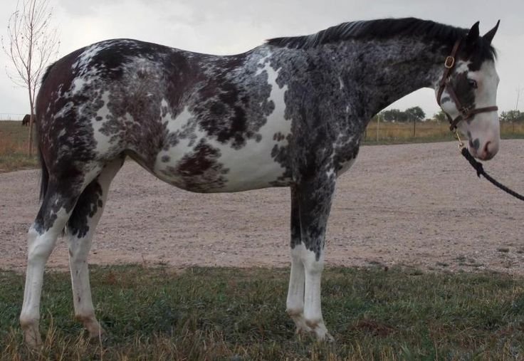 chimeric paint horse