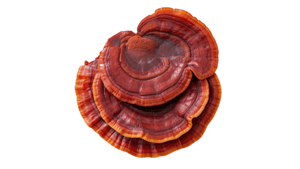 what is reishi