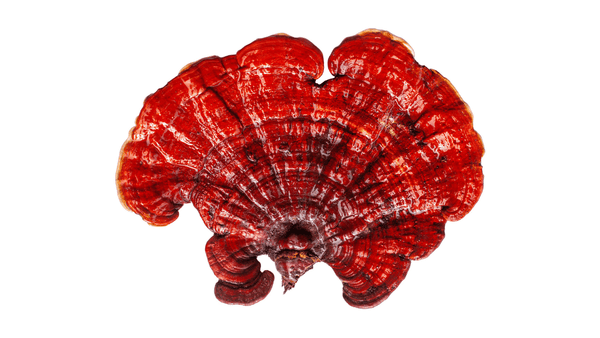 single mushroom in white background