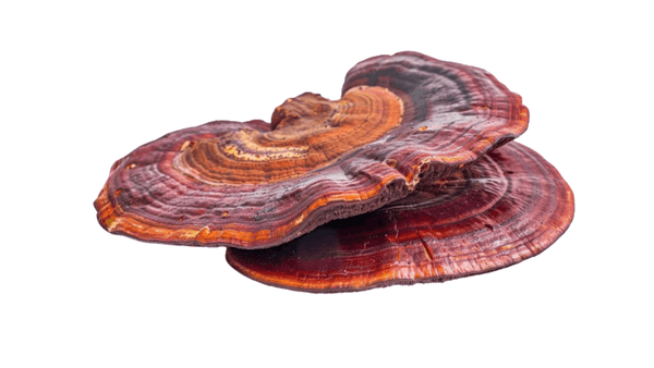 Single Reishi Mushroom