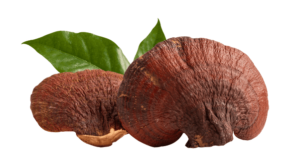 reishi with leaves