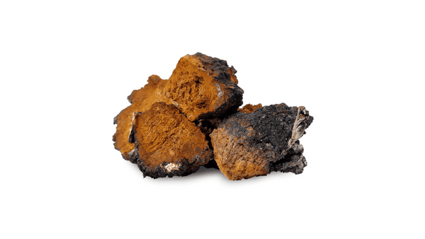 what is chaga mushroom