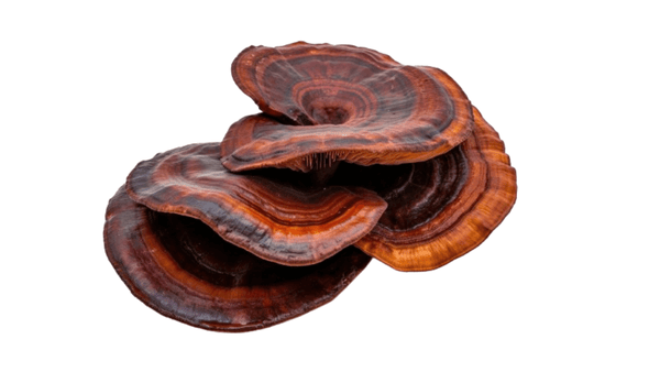 single reishi mushroom