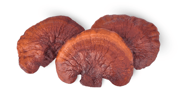 dreid reishi mushroom