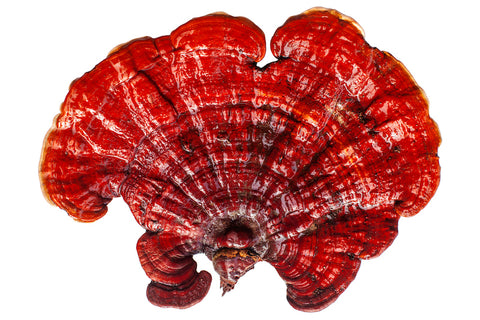 Reishi white background