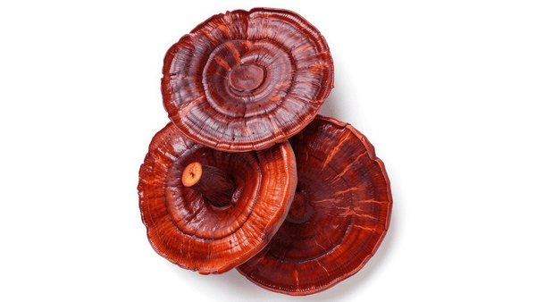 multiple reishi mushroom in white background