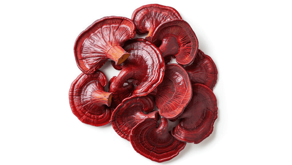 reishi mushrooms in white background