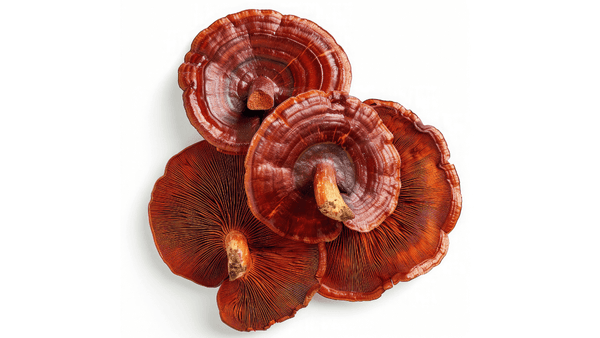 reishi mushroom