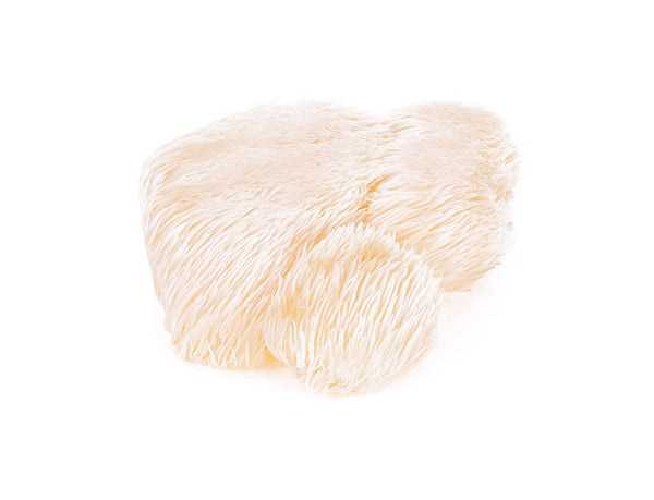 lions mane white background