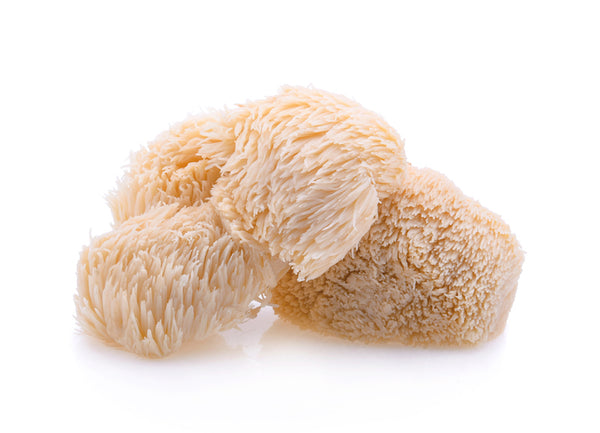 lions mane mushroom white background stacked