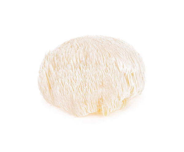 Single Lion's Mane White Background