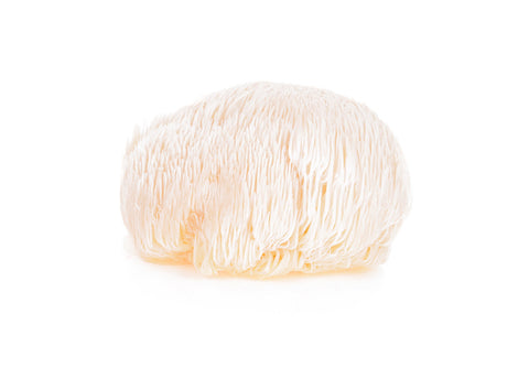 single lion's mane mushroom white background