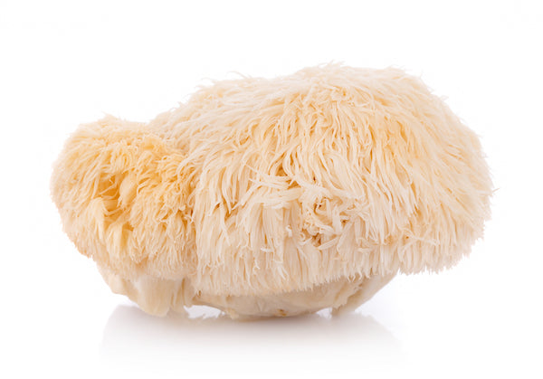 lions mane in white background