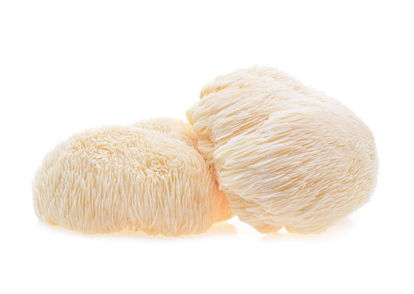 2 Lion's Mane White Background