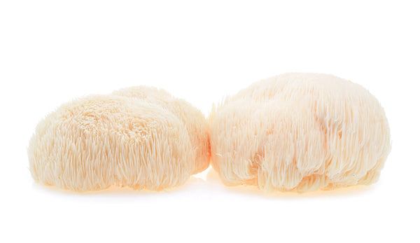 lions mane two on white background