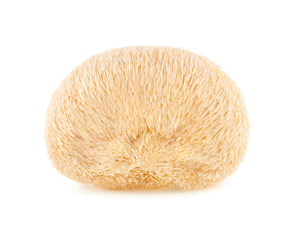 Singular Lion's Mane Mushroom