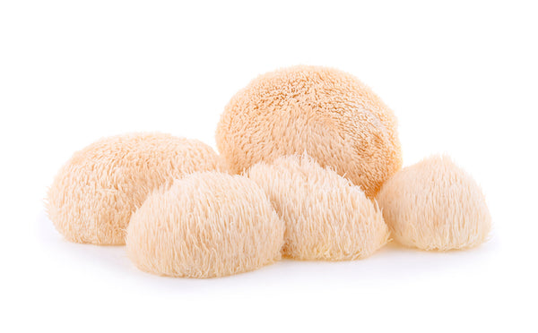 5 lions mane mushrooms white background