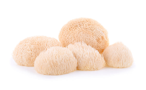 Multiple lion's mane mushroom in white background