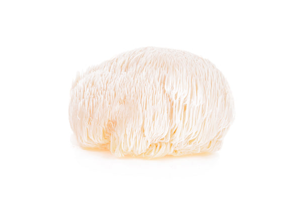 single smaller lions mane mushroom