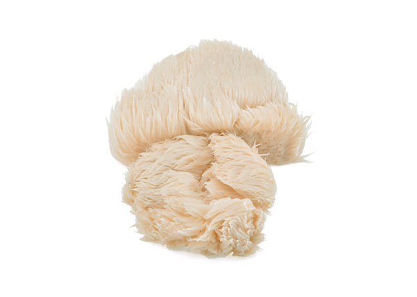 two lions mane mushroom side by side white background