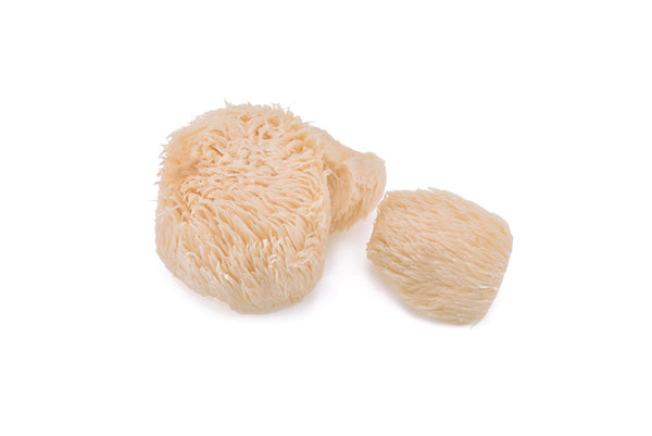 Lion's Mane in white background