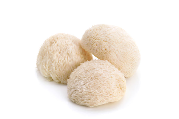 Lions Mane White Background