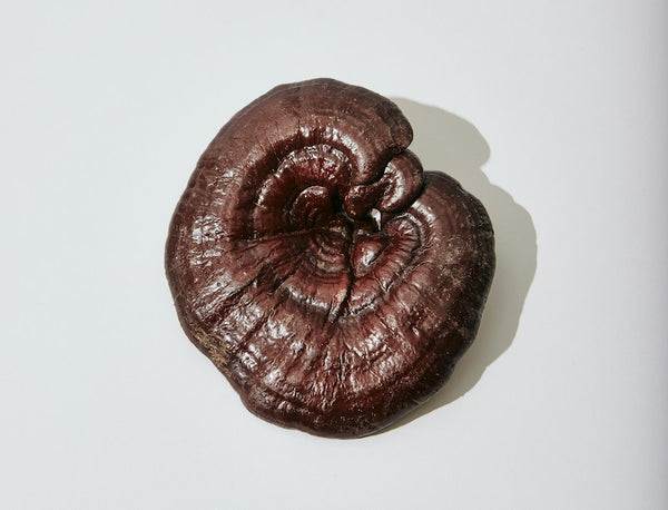 dried reishi mushroom top down view