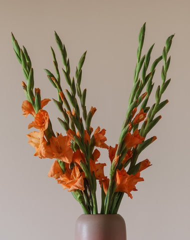five orange gladiolus flowers in a vase